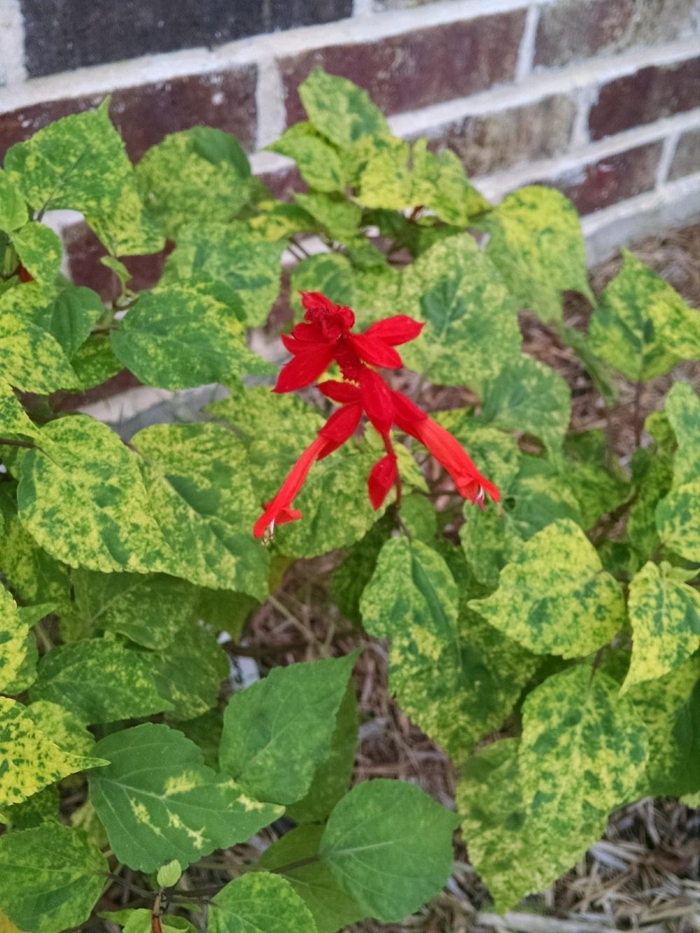 Photo of Scarlet Sage (Salvia splendens 'Dancing Flames') uploaded by variegatagal