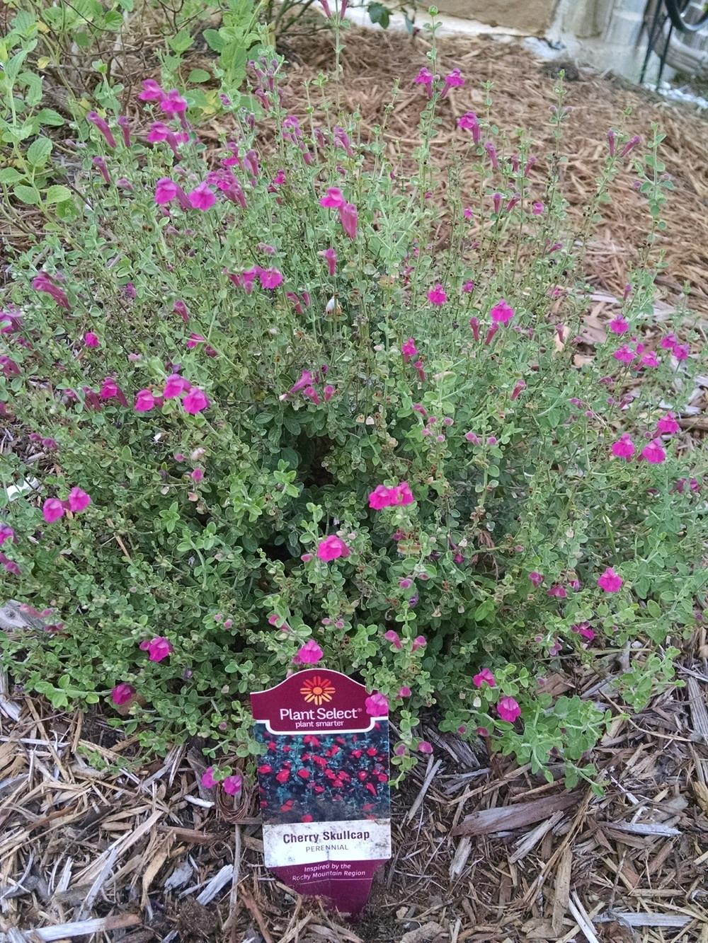 Photo of Pink Texas Skullcap (Scutellaria suffrutescens) uploaded by variegatagal