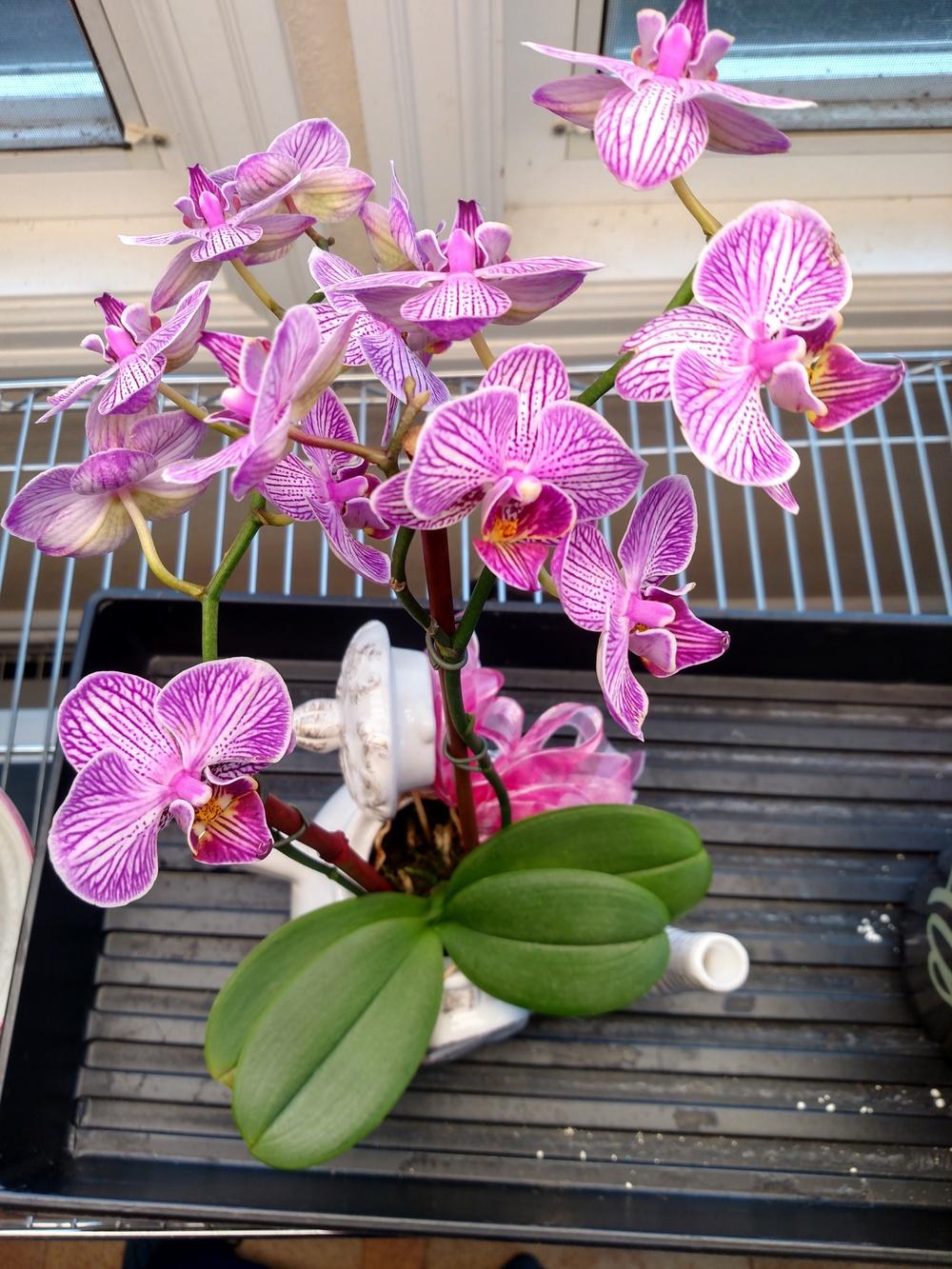 Photo of Moth Orchid (Phalaenopsis) uploaded by Toni