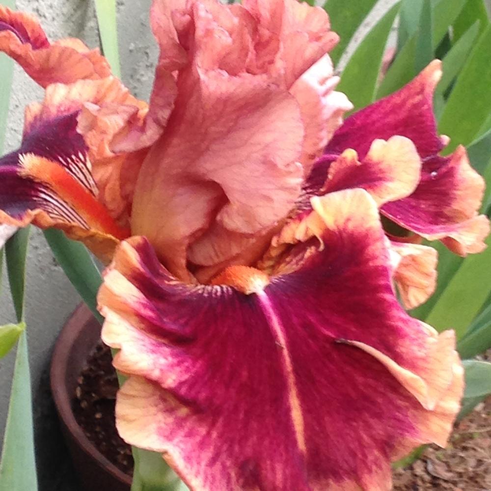 Photo of Tall Bearded Iris (Iris 'Drinks at Sunset') uploaded by lilpod13