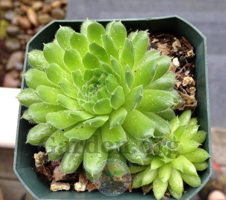 Photo of Hen and Chicks (Sempervivum 'Spring Beauty') uploaded by webesemps