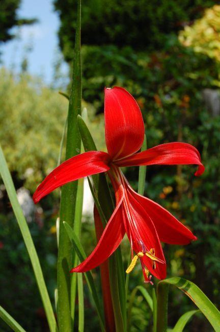 Photo of Aztec Lily (Sprekelia formosissima) uploaded by longk