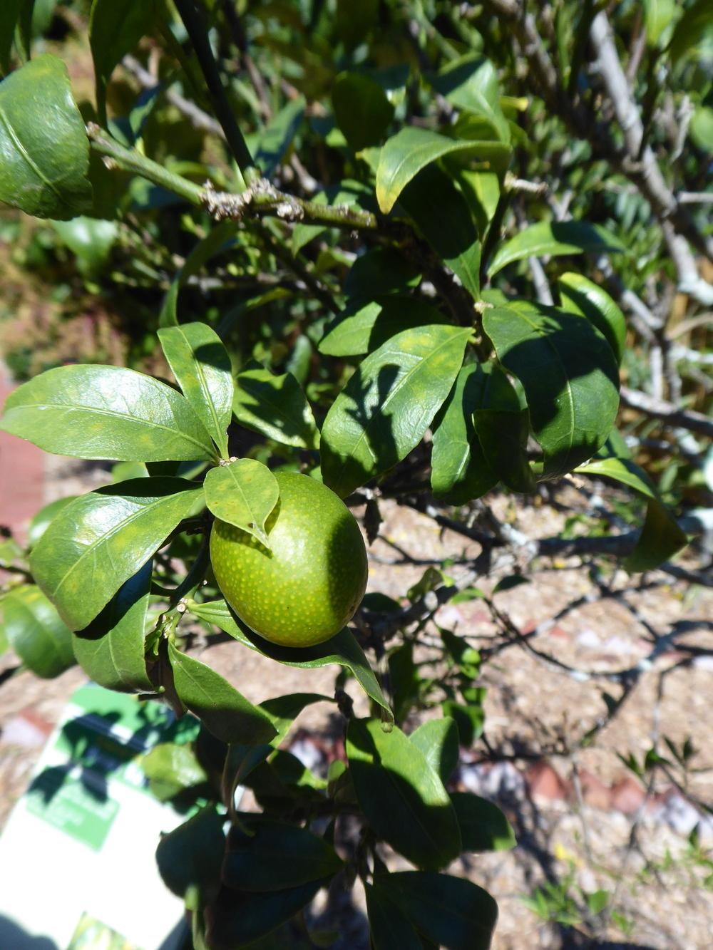 Photo of Kumquat (Citrus japonica) uploaded by mellielong