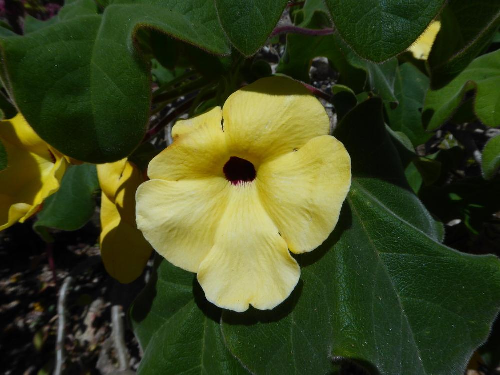 Photo of Mouse Trap Tree (Uncarina grandidieri) uploaded by mellielong