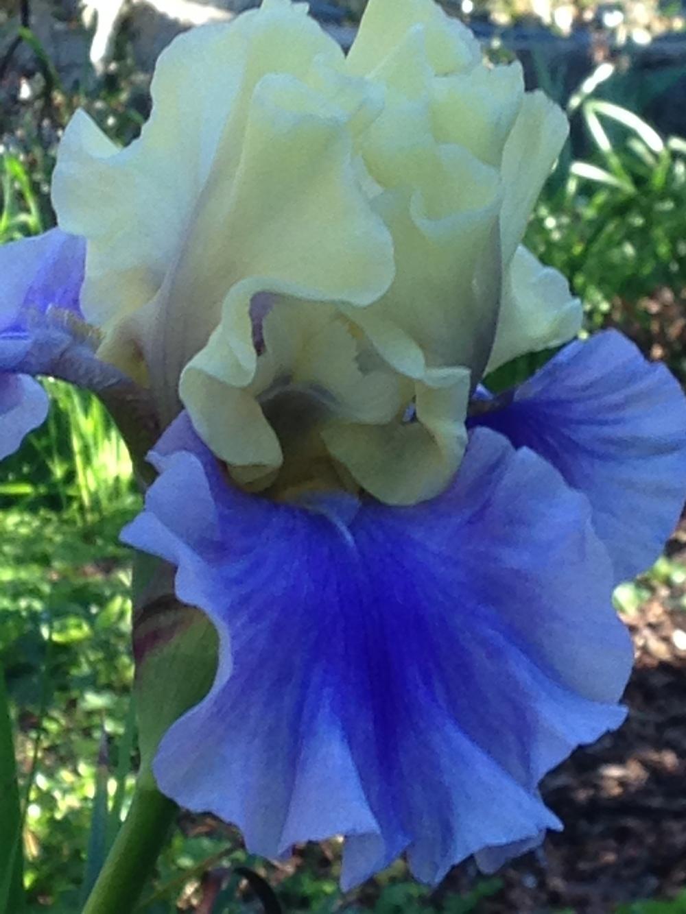 Photo of Tall Bearded Iris (Iris 'Edith Wolford') uploaded by lilpod13