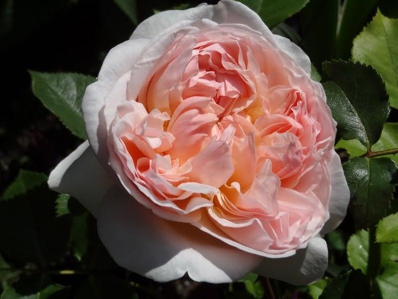 Photo of English Shrub Rose (Rosa 'Evelyn') uploaded by Orsola