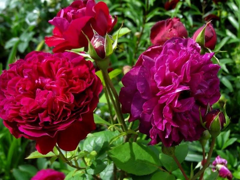 Photo of Rose (Rosa 'William Shakespeare 2000') uploaded by Orsola