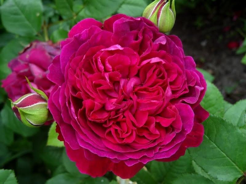 Photo of Rose (Rosa 'William Shakespeare 2000') uploaded by Orsola