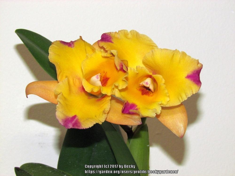Photo of Orchid (Rhyncattleanthe Momilani Rainbow 'Waldor') uploaded by beckygardener