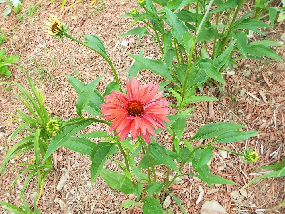 Photo of Coneflower (Echinacea 'Hot Summer') uploaded by beenthere
