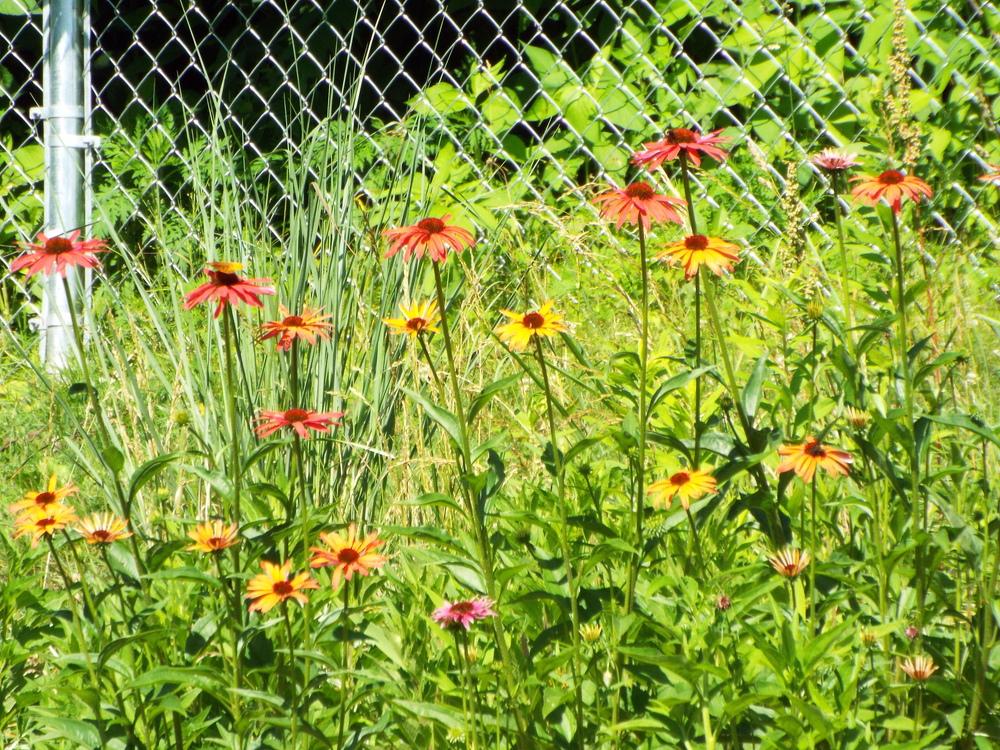 Photo of Coneflower (Echinacea 'Hot Summer') uploaded by beenthere