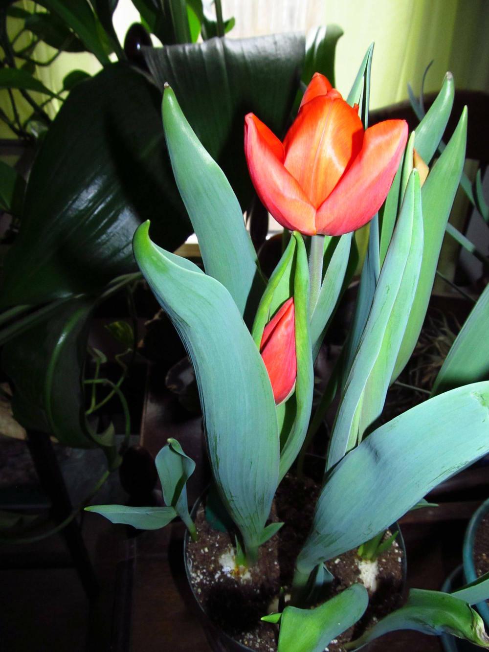 Photo of Single Early (Tulipa 'Christmas Orange') uploaded by jmorth