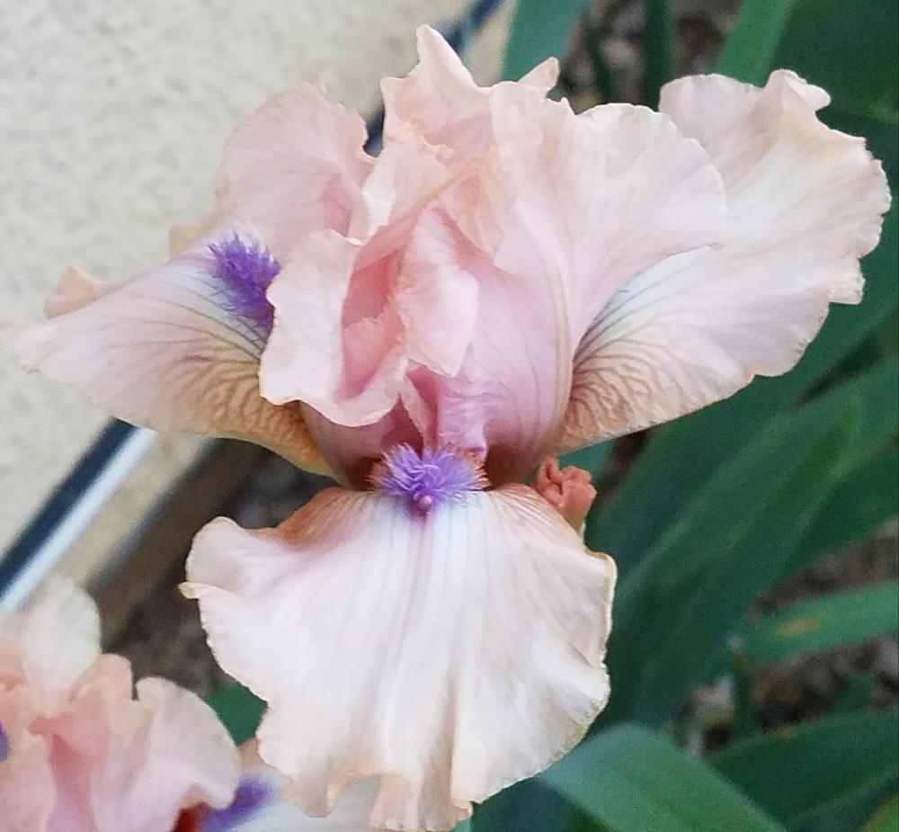 Photo of Intermediate Bearded Iris (Iris 'Concertina') uploaded by mesospunky