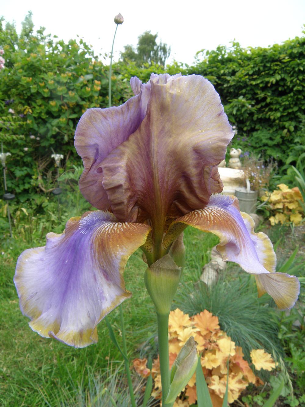 Photo of Tall Bearded Iris (Iris 'Burnt Toffee') uploaded by IrisLilli