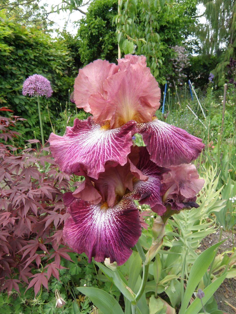 Photo of Tall Bearded Iris (Iris 'Vibrations') uploaded by IrisLilli