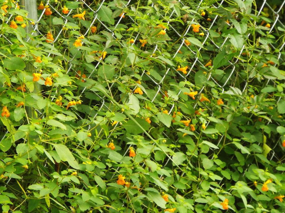 Photo of Orange Jewelweed (Impatiens capensis) uploaded by beenthere
