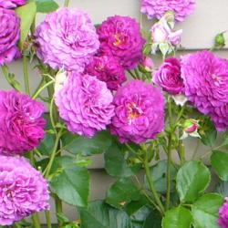 Location: Friend's Garden - Castlegar, B.C. 
Date: 2013-06-25
 4:32 pm. A wonderfully rich fragrance for a floribunda.