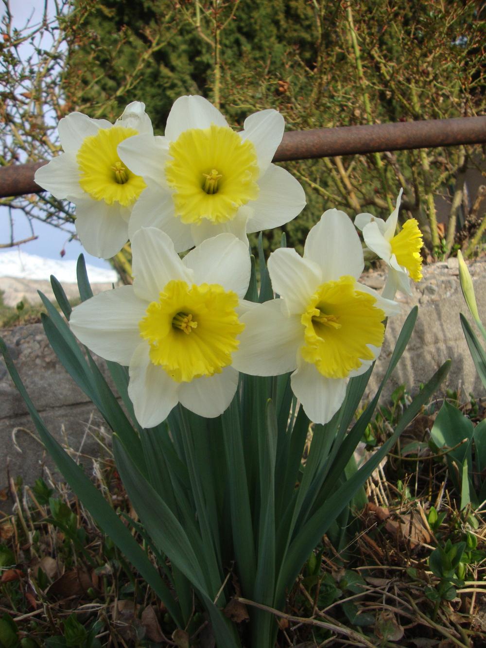 Photo of Large-Cupped Daffodil (Narcissus 'Ice Follies') uploaded by Paul2032