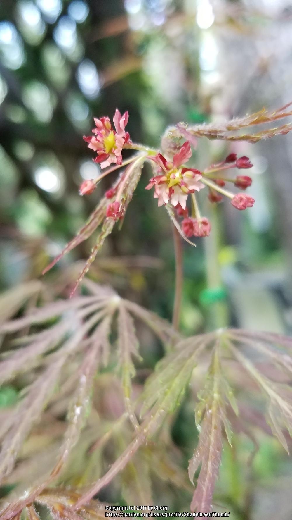 Photo of Japanese Maple (Acer palmatum) uploaded by ShadyGreenThumb