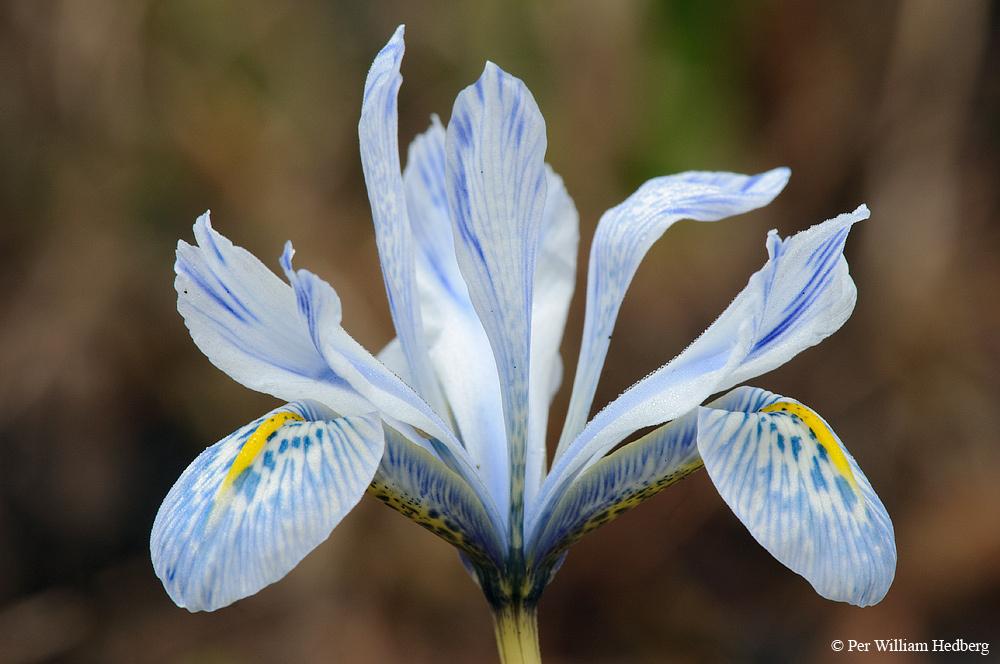Photo of Reticulated Iris (Iris 'Sheila Ann Germaney') uploaded by William