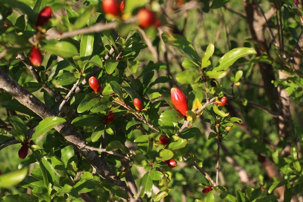 Photo of Pomegranate (Punica granatum 'Garnet Sash') uploaded by dave