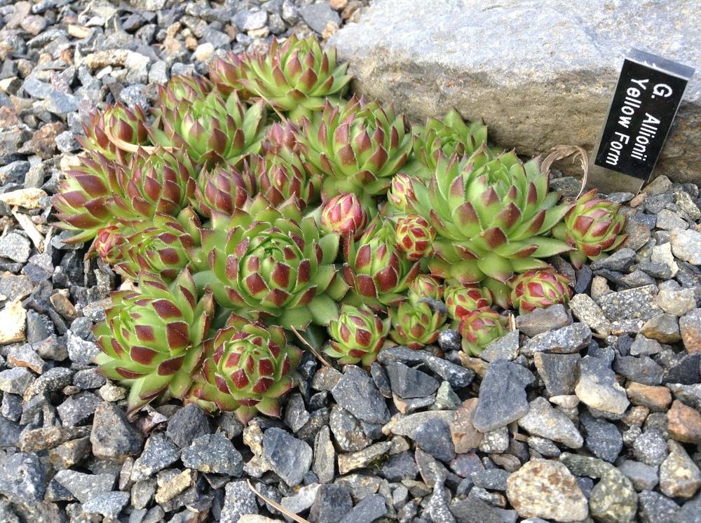 Photo of Rollers (Sempervivum globiferum subsp. allionii) uploaded by tcstoehr