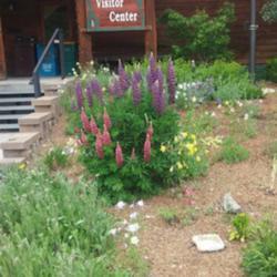 Location: Winter Park, Colorado
Date: Summer 2016
Lupin was huge last summer, second year I had this plant