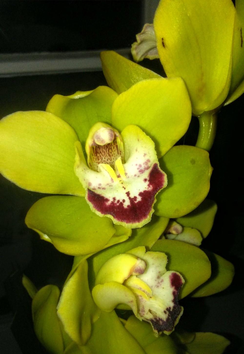 Photo of Orchid (Cymbidium) uploaded by carlysuko