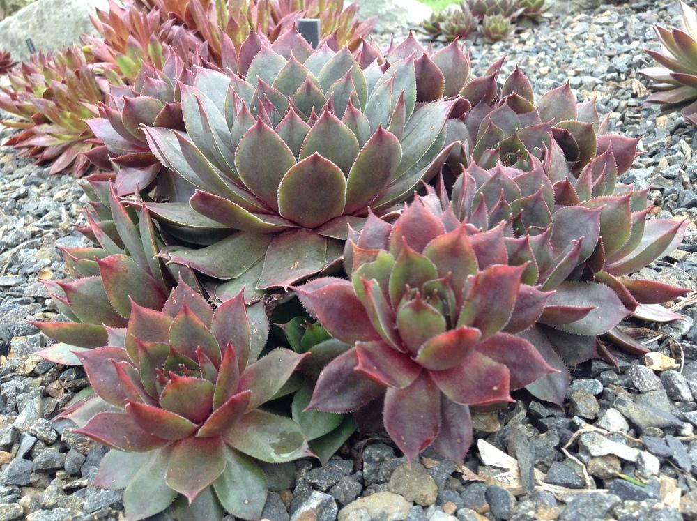 Photo of Hen and Chicks (Sempervivum 'Red Robin') uploaded by tcstoehr