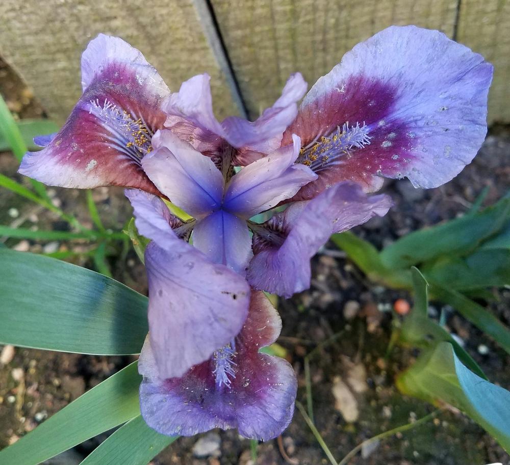 Photo of Intermediate Bearded Iris (Iris 'Allah') uploaded by mesospunky