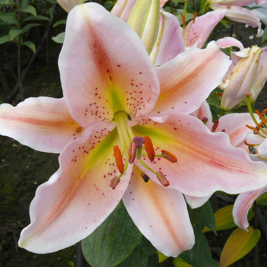 Photo of Lily (Lilium 'Salmon Star') uploaded by Cinta