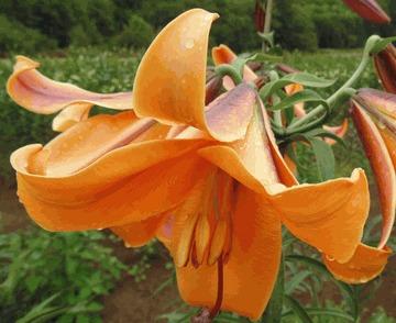 Photo of Lily (Lilium African Queen) uploaded by Cinta