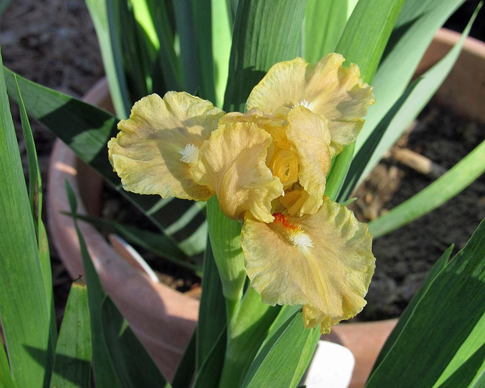Photo of Standard Dwarf Bearded Iris (Iris 'All Ruffled Up') uploaded by Lestv