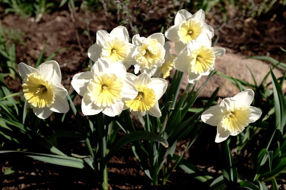 Photo of Large-Cupped Daffodil (Narcissus 'Ice Follies') uploaded by Steve812