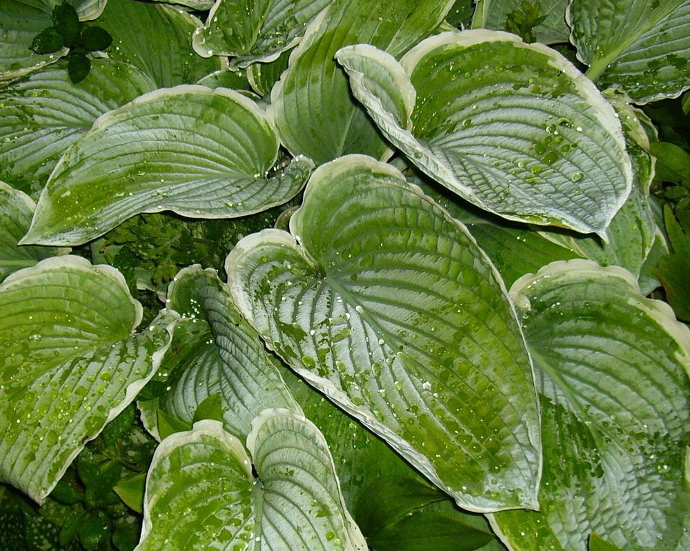 Photo of Hosta 'Frosted Jade' uploaded by HemNorth