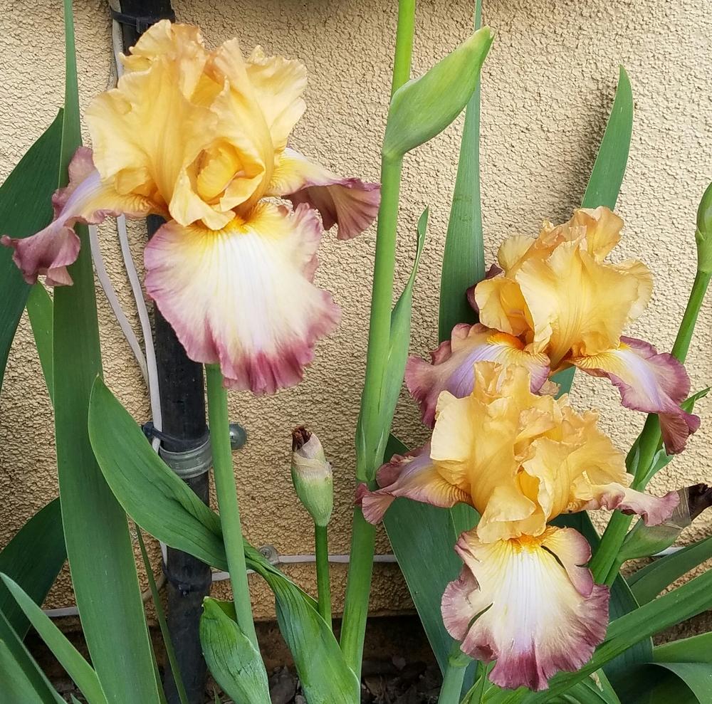 Photo of Tall Bearded Iris (Iris 'Modern Drama') uploaded by mesospunky