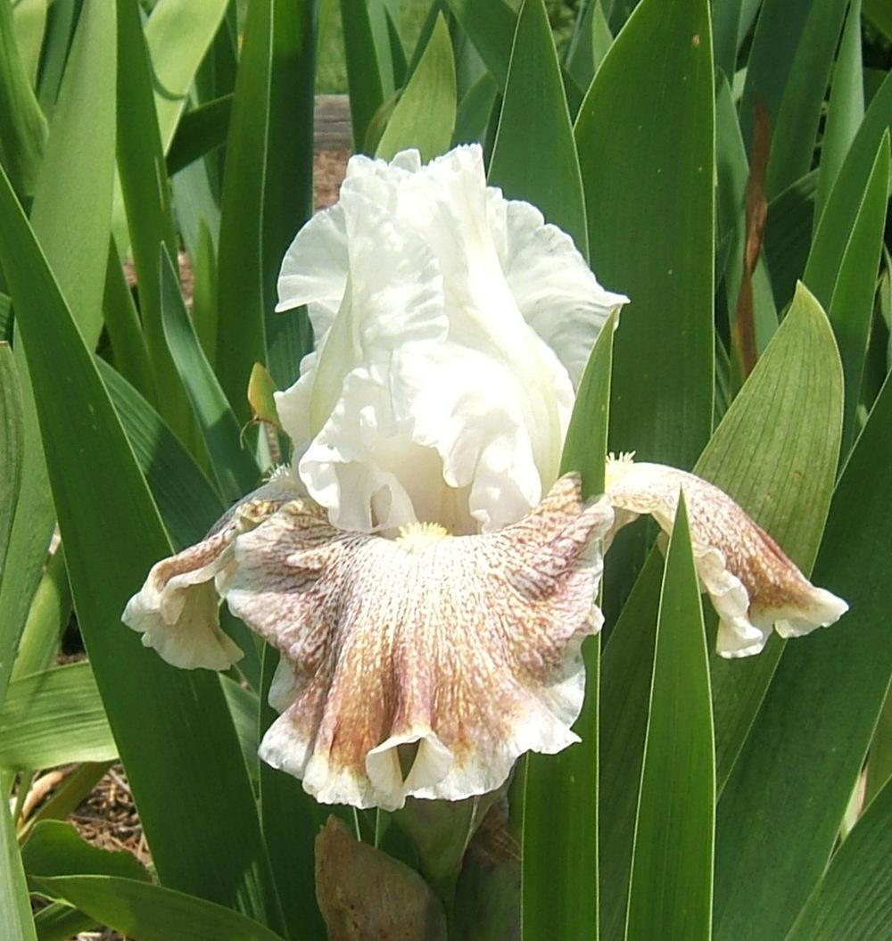 Photo of Tall Bearded Iris (Iris 'Owyhee Desert') uploaded by pirl