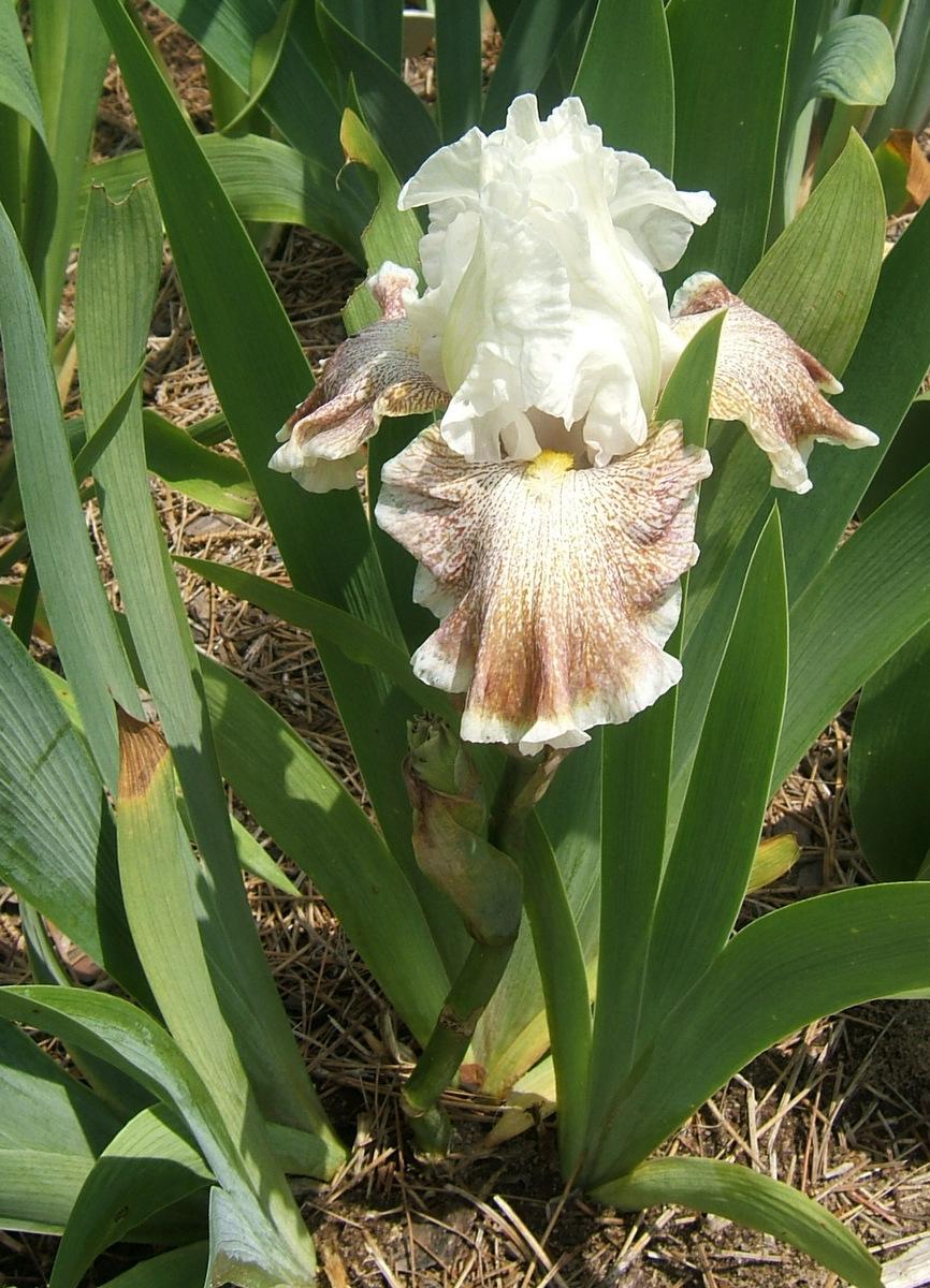 Photo of Tall Bearded Iris (Iris 'Owyhee Desert') uploaded by pirl