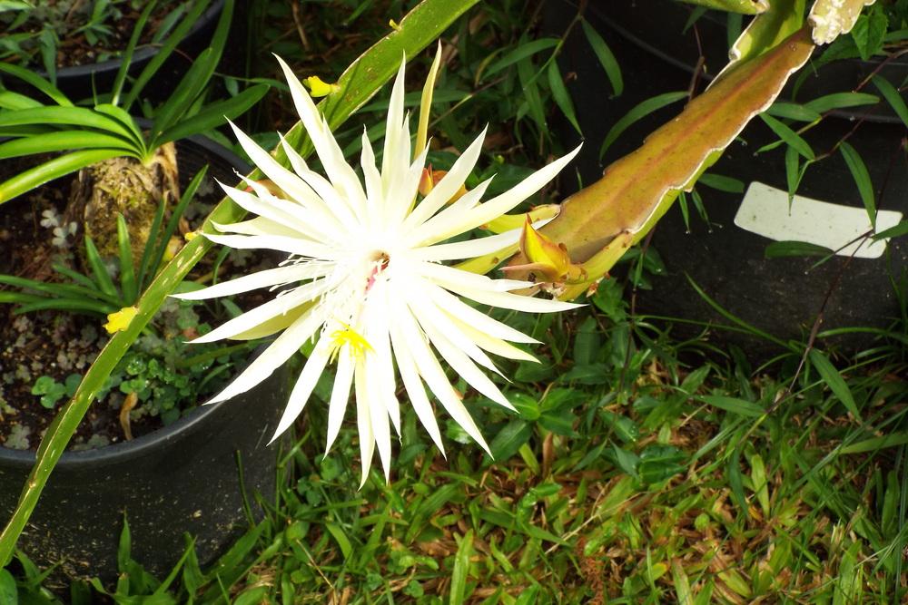 Photo of Hooker's Orchid Cactus (Epiphyllum hookeri) uploaded by microb