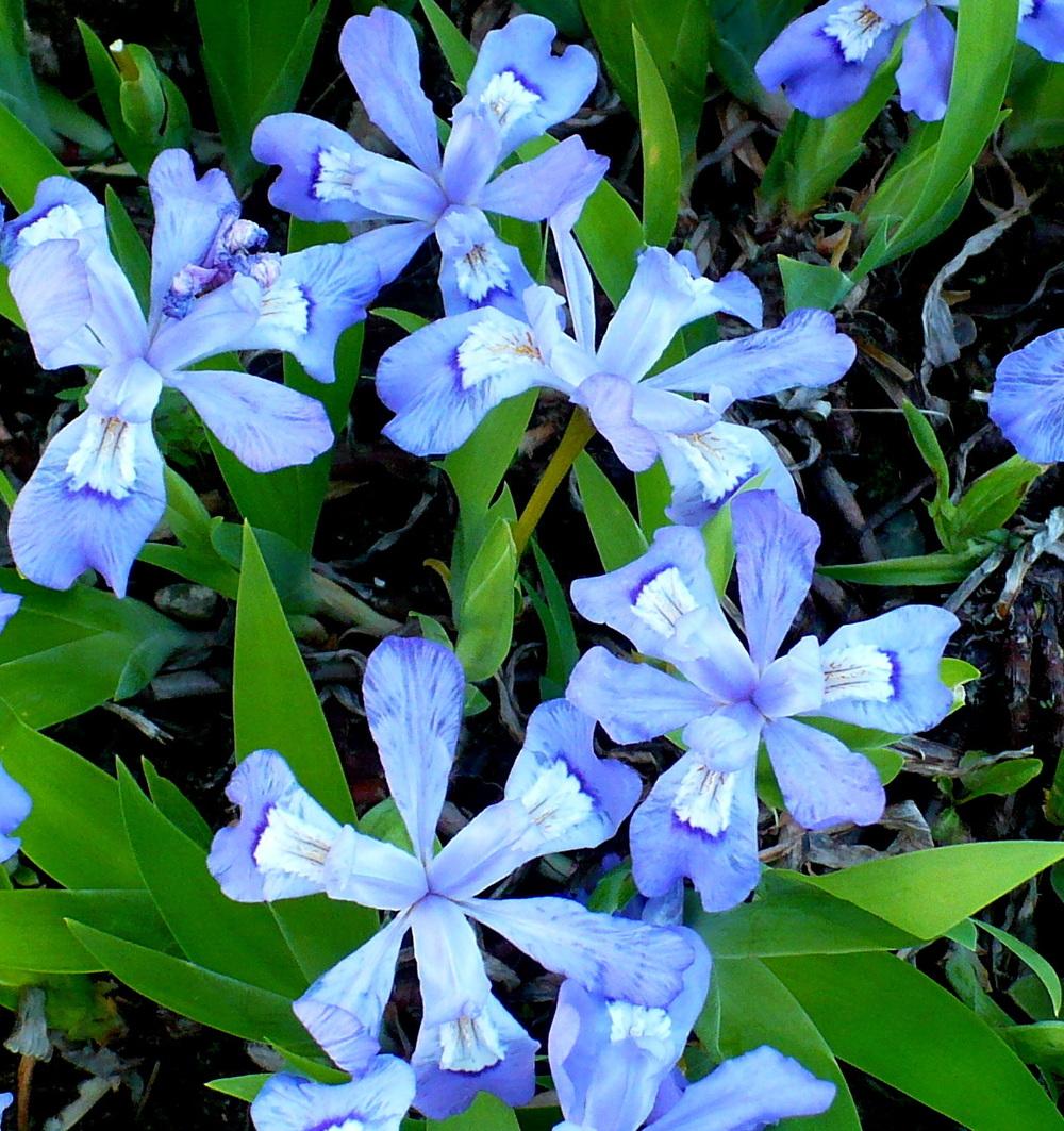 Photo of Species Iris (Iris cristata) uploaded by HemNorth