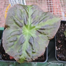 Location: Del Norte Calif amongst the redwoods in my greenhouse
Date: 2017-03-26
young plant with 3 lines