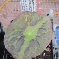 Location: Del Norte Calif amongst the redwoods in my greenhouse
Date: 2017-03-26
young plant with 2 lines