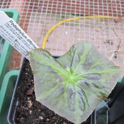 Location: Del Norte Calif amongst the redwoods in my greenhouse
Date: 2017-03-26
young plant with 5 lines