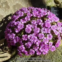Location: RHS Harlow Carr alpine house, Yorkshire
Date: 2017-03-25