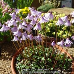 Location: RHS Harlow Carr alpine house, Yorkshire
Date: 2017-03-25