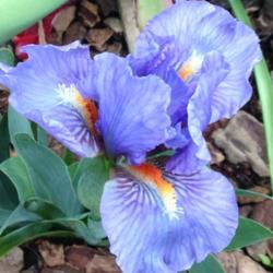Location: San Rafael, CA
Date: 2017-03-26 
Our first 'ever' dwarf iris bloom