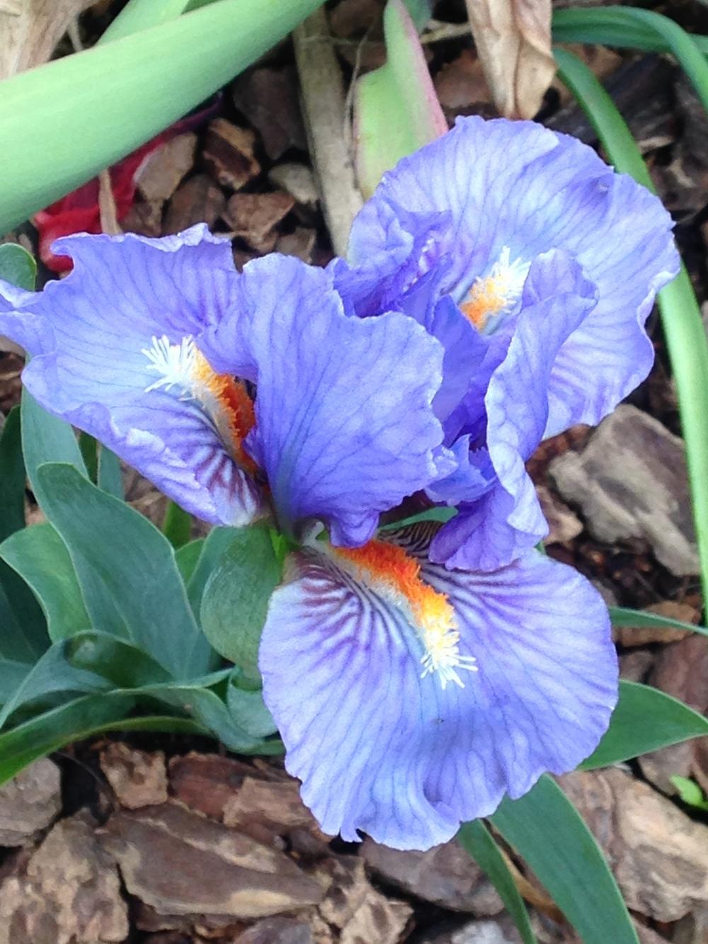 Photo of Standard Dwarf Bearded Iris (Iris 'Fires of Fiji') uploaded by lilpod13