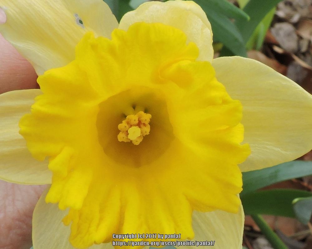 Photo of Daffodils (Narcissus) uploaded by paulaf