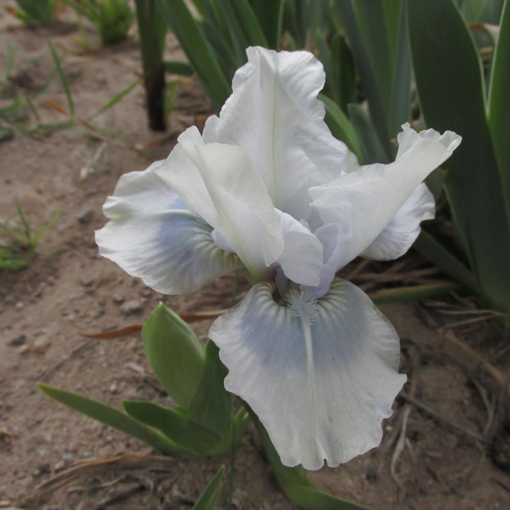 Photo of Standard Dwarf Bearded Iris (Iris 'Tu Tu Turquoise') uploaded by GreenIris