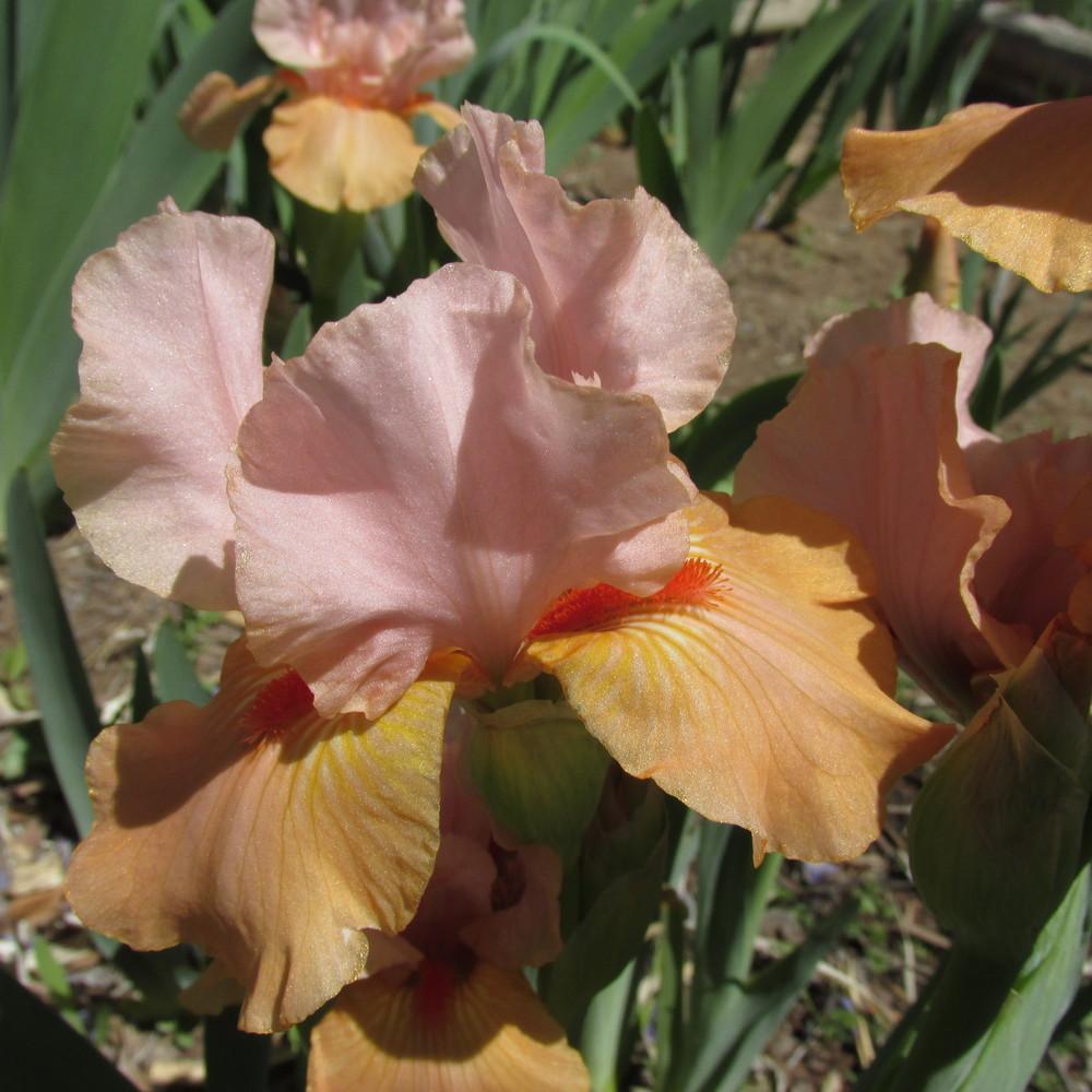 Photo of Intermediate Bearded Iris (Iris 'Furioso') uploaded by GreenIris
